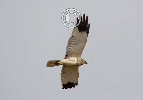 Marsh Harrier DM0453